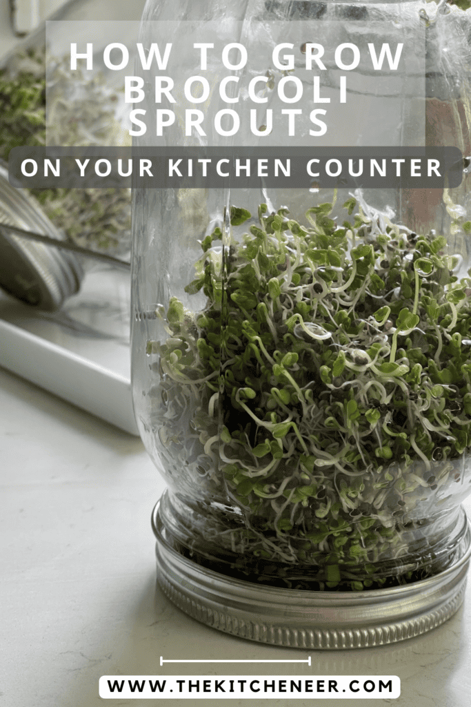 How to Grow Broccoli Sprouts 