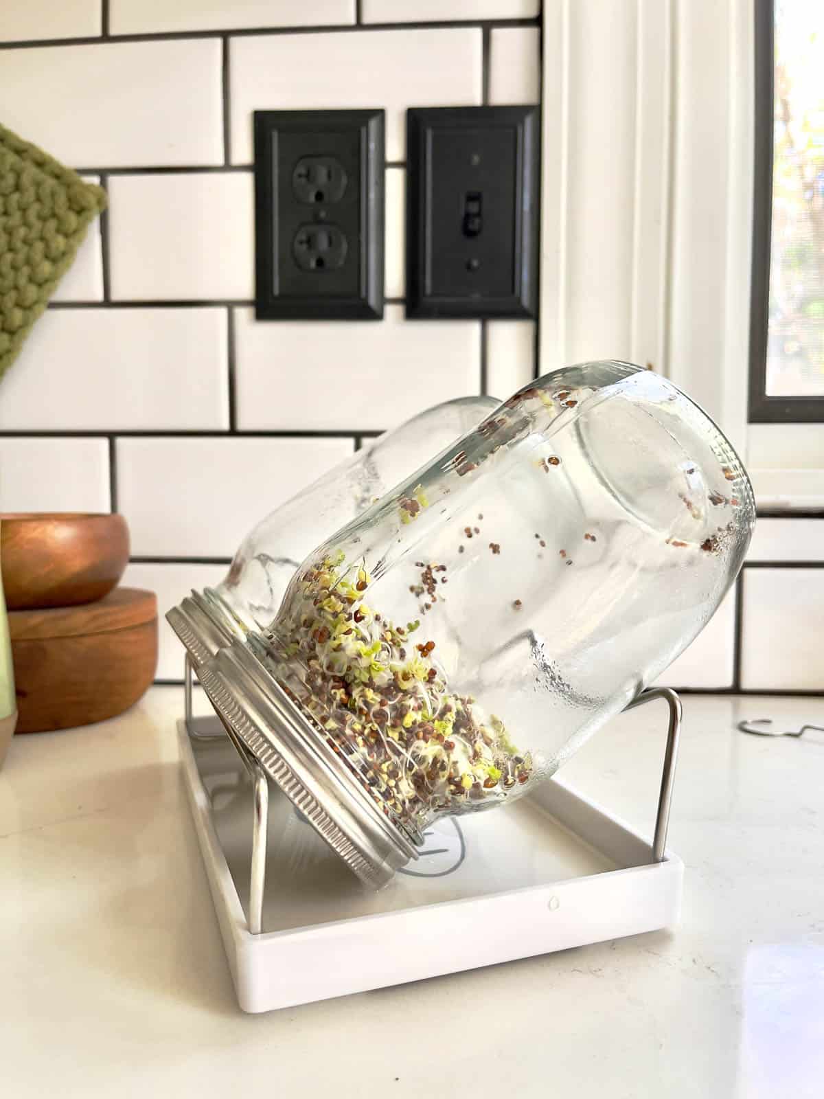 Sprouting jars on a draining rack growing broccoli sprouts