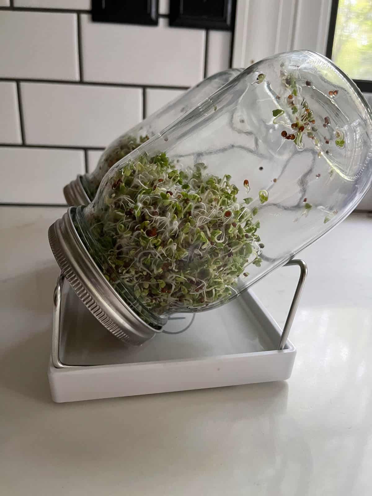 Sprouting jar with broccoli sprouts